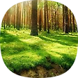 ssforest, 블로그 홈