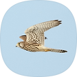BIRDINGPAJU, 블로그 홈