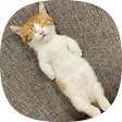 honalog, 블로그 홈