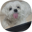 Dr.Mlem Blog, 블로그 홈