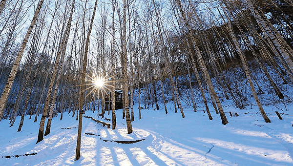 겨울나무는 울지 않는다 ― 버림으로써 얻는 것