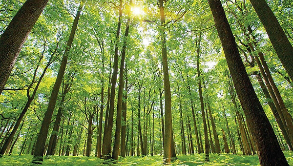 금요일의 완주와 단단한 나무의 향기