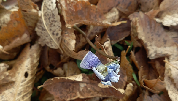 돌아오지 않는다 
