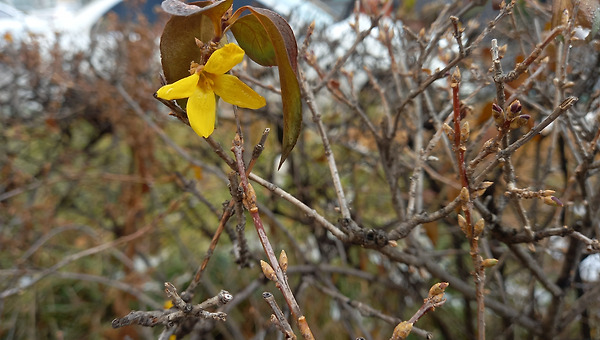 첫눈이 녹은 뒤에 