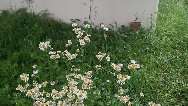 개망초가 퍼트린 소문