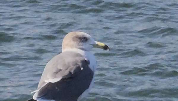 잔잔한 마음 수집