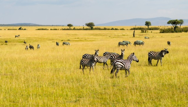 얼룩말은 위궤양에 걸리지 않는다.
