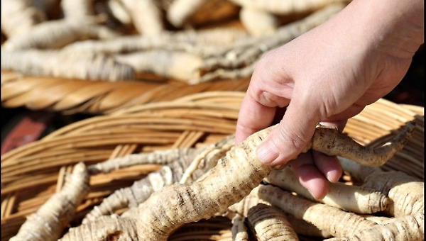간장까지 향기로운 더덕장아찌