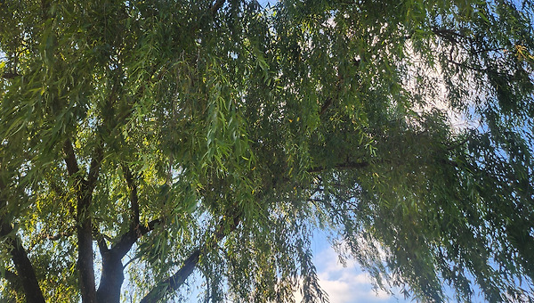 10월의 백련지에서