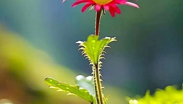 [시 의식의 사물과 관찰 법]