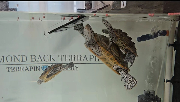 1분 내로 웃게 해주는 오늘의 범인