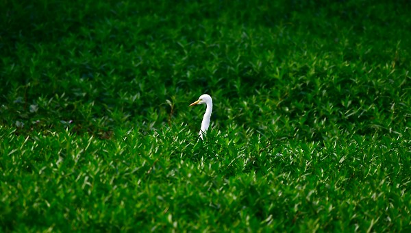 마지막 질문: 내 생각은 나의 것인가?