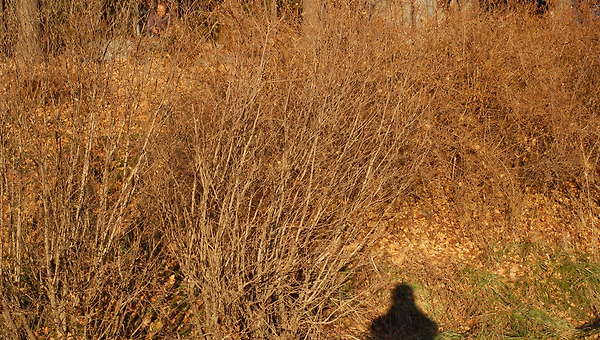 날 가려주는 것 