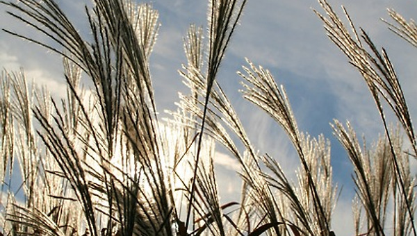 "단풍도 꽃이야! 이 모든 걸, 눈에 담아 둬야 해"