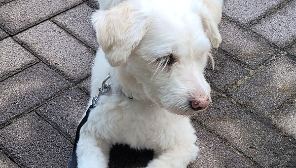 샤인 머스캣은 달아(2)