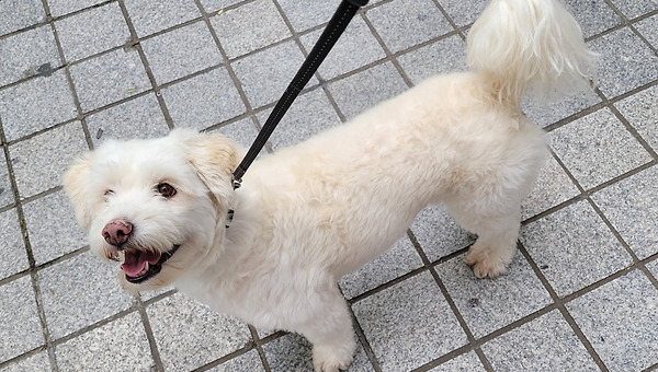 샤인 머스캣은 달아(1)