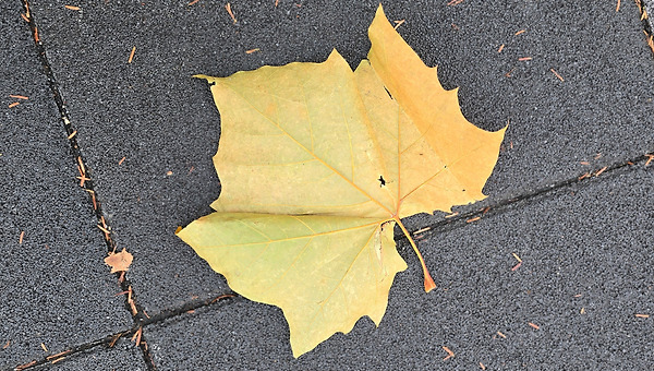 다시 시작된 그들만의 리그