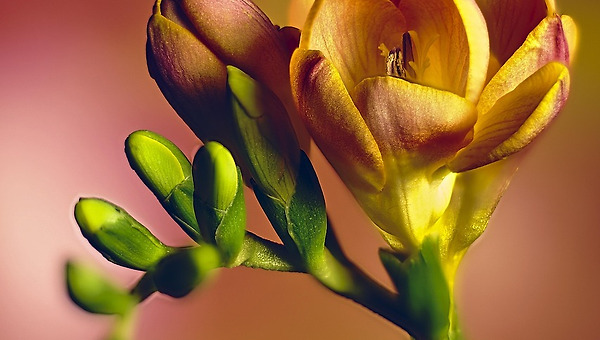 프리지어가 있는 방