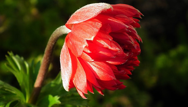 5. 꽃잎이 떨어지면 열매가 맺는다