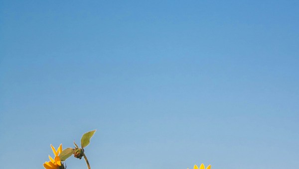 에필로그 | 괜찮아, 때 오면 곧 피어날 테니까