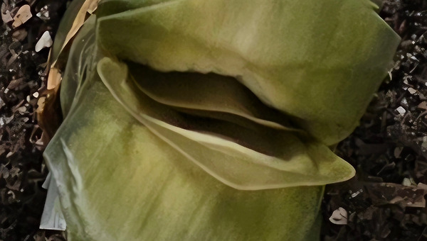 내가 늦게 알아차린 죽음