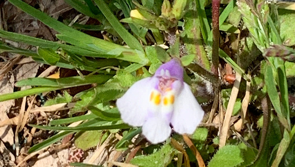 주름잎 꽃에 대하여