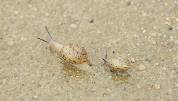 느린 게 아니라 저마다의 속도가 다를 뿐
