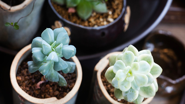 친애하는 X 리뷰.