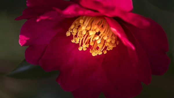 신안 분재공원의 애기동백과 새우란