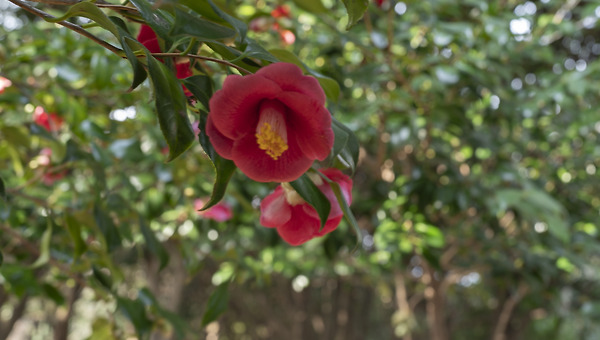 여수 오동도의 동백꽃