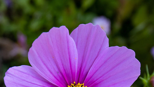 침묵하는 귀, 울어버리는 독자