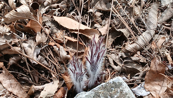 [완결] 영월, 단종과 할미꽃의 눈물(9)