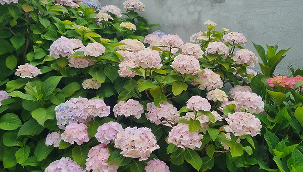 좋은 게 로컬이지