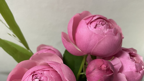 내 마음에 화단