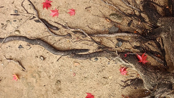 어느새 별은 떨어져 낙엽이 되었구나