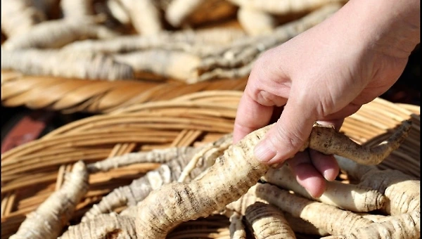 간장까지 향기로운 더덕장아찌