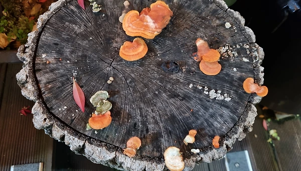 암환자가 암에 좋은 버섯을 먹는 건 치유가 아닌 도박