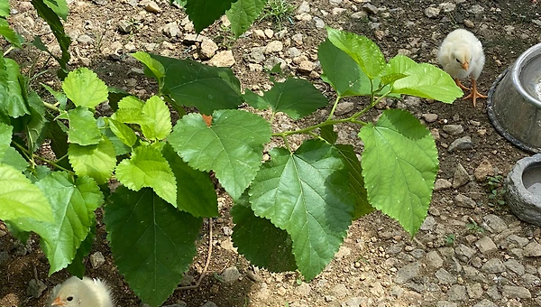 병아리를 닮은 예비 건축주
