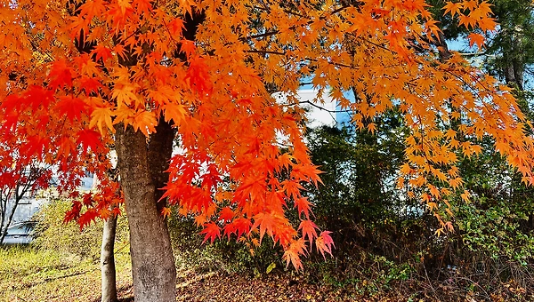 산나물과 식중독 에피소드