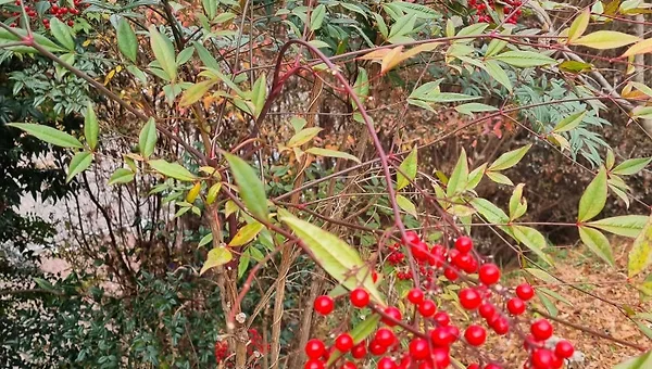 여든 일곱,여든 아홉 부모님의 대화