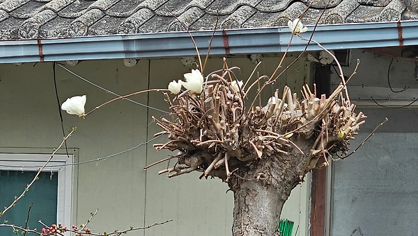 꽃과 나무의 일생