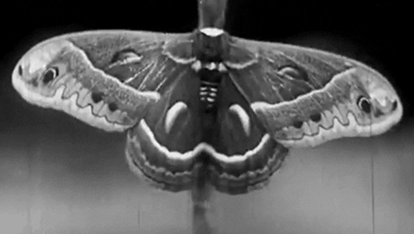 하나의 문장, 하나의 기울기