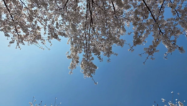 벚꽃처럼 피어나라