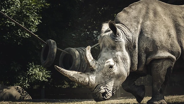 [숫타니파타] 무소의 뿔처럼 홀로 걷는 법 