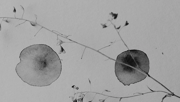 낙천적 회의주의