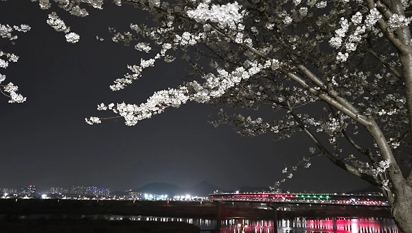 흰 눈이 쌓인 꽃