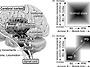 Basal ganglia 관련 자..