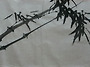 체본10