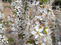 아름답게 핀 칼슘나무 꽃