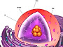 세포 內 '핵'에 대하여